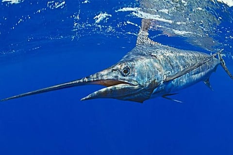 Image courtesy: IUCN.org