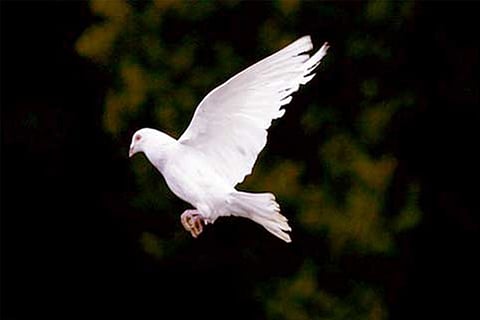 Photo courtesy Reuters