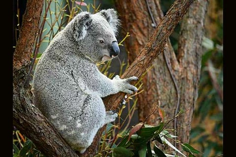 More than 2,000 koalas killed in Australia bushfires