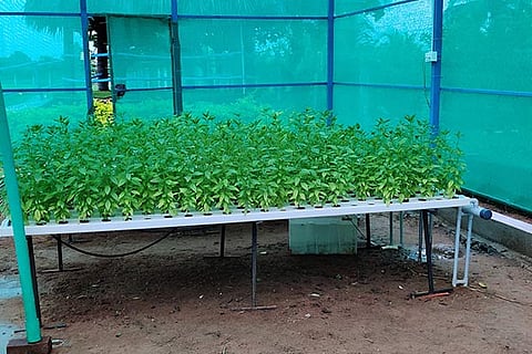 Plants grown using hydroponics method