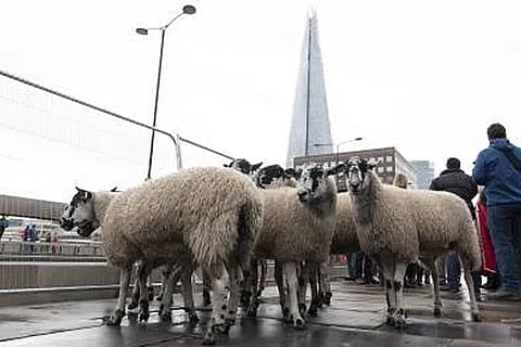 Pfizer denies report on sex run by Irish sheep after drinking Viagra