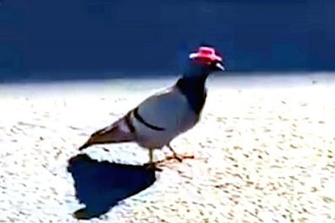 Pigeon with Cowboy hat