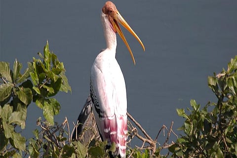 200 birdwatchers to meet at Megamalai today