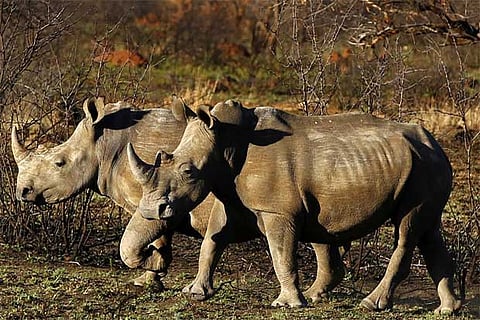 Photo courtesy: Reuters