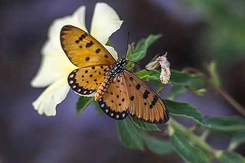 A walk to learn about your backyard wildlife