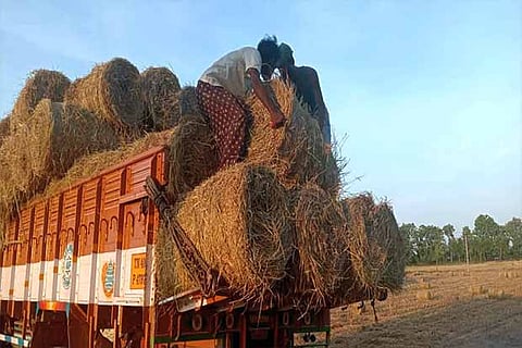 Delta cattle starve as fodder diverted for extra buck