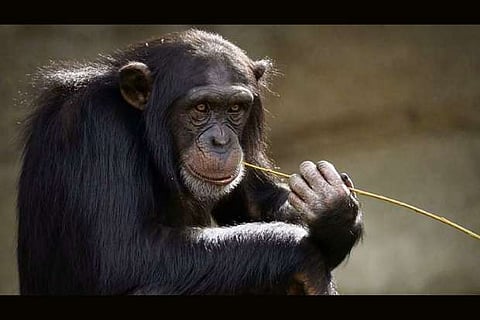 Chimpanzees seen dancing like human conga-line for 1st time