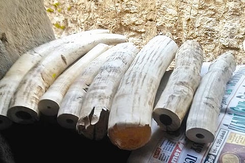 File photo of seized ivories