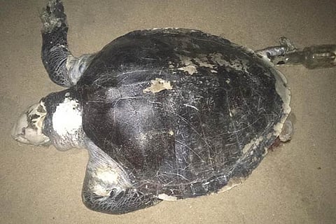 The carcass of an Olive Ridley Turtle washed ashore in Chennai
