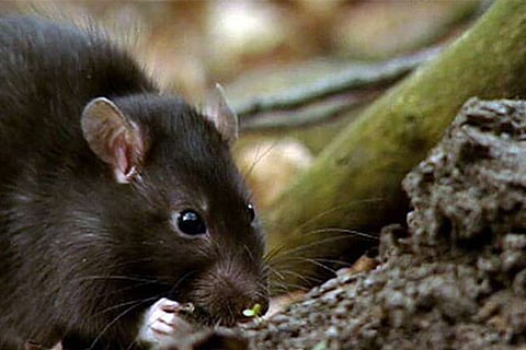 Many districts record outbreaks of leptospirosis in last 2 months