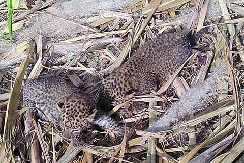 Leopard cubs saved from Thalavadi farm