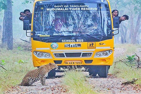 Tourists thrilled to spot a leopard in the middle of the track in Mudumalai Tiger Reserve