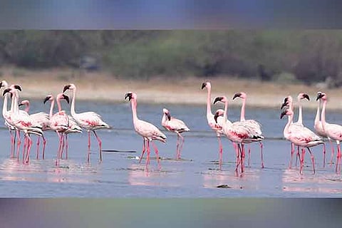 Lesser flamingos (File Picture)