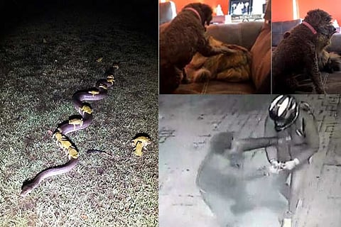 Trending in TN: Toads ‘hitch a ride’ on a python, Cat-dog share adorable hug and thief gets owned after losing gun in fight