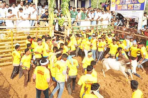 A tamer holding on to the hump of a searing bull during the jallikattu in Thachankurichi in Pudukkottai