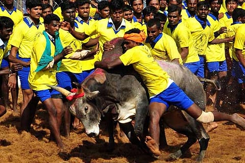 48 bull-tamers injured in Palamedu jallikattu