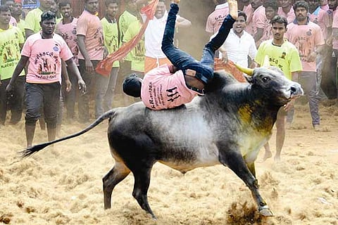 A tamer is flung in the air by a bull during the jallikattu at Koolamedu in Salem district on Friday