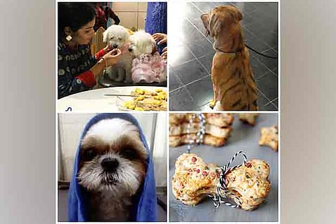 Iliyas Basha, Owner of Neem Tree pet spa