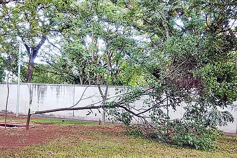 Sandalwood tree chopped by smugglers in Race Course area in Coimbatore on Friday