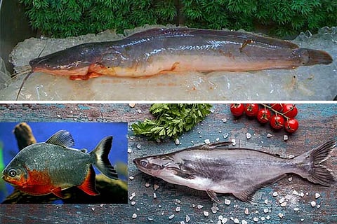 Pangasius, pacu and African catfish have invaded waterbodies