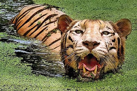 SC directs Uttarakhand to stop construction in tiger reserves