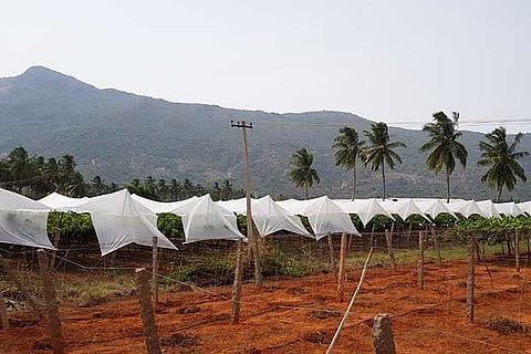 Grape vineyards under the ?rain net? at Odaipatti village in Theni