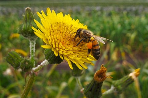 Tamil book on beekeeping to release soon