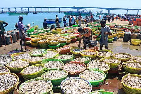 Huge catch of shrimps that landed at Rameswaram on Sunday