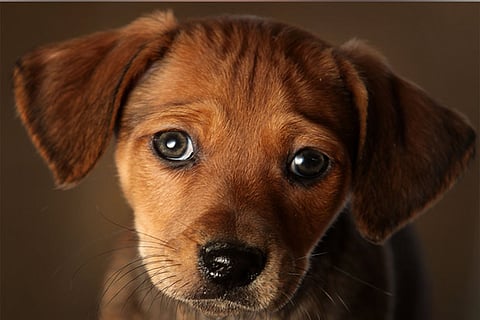 Pawsome Pets: Dogs evolved ‘puppy eyes’ to manipulate humans