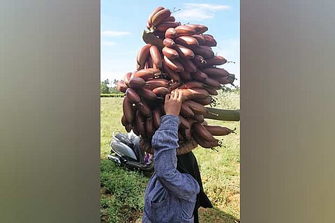 A woman carrying a bunch of red bananas from a farm in Theni district
