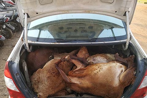Three-member gang was transporting the goats in the car?s boot