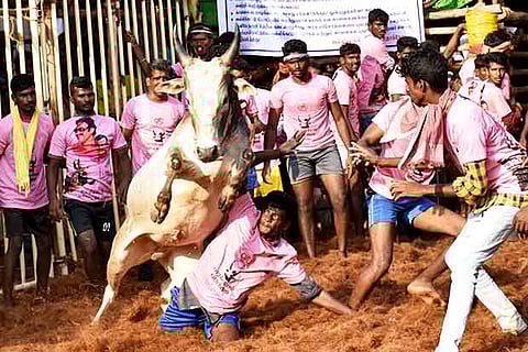 A bull pushes a tamer down and surges ahead in the jallikattu held at Madhakkottai village near Thanjavur
