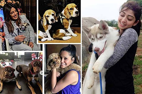 Pawsome Pets: Insta-famous pooches of Indian celebrities