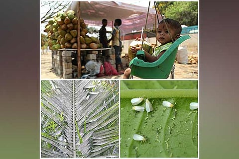 An infant enjoys the tender coconut drink; the pest-hit leaves of the coconut trees, the whiteflies