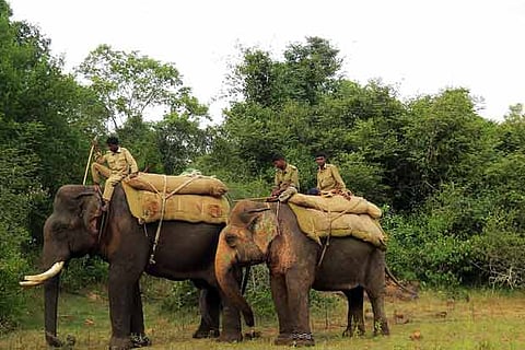 Kumki injured in wild jumbo attack in Kovai