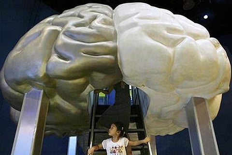 Human brain cells develop throughout life: Study