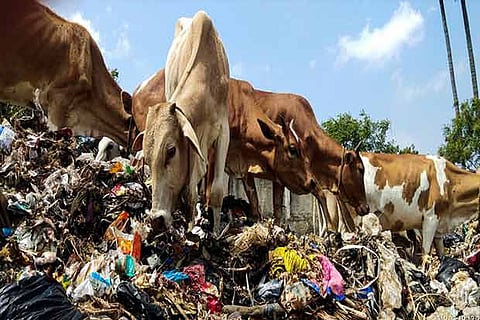 The cattle reared inside the Sekkadu dump yard feeding on the garbage