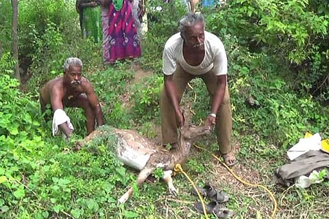 The carcass of the deer that died after falling into a farm well near Wallahajpet