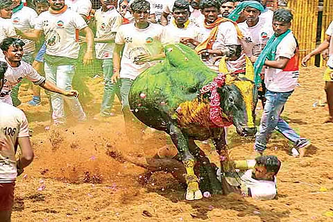 A bull attacks a tamer and surges past in the jallikattu held at Thirumangalam in Madurai on Sunday