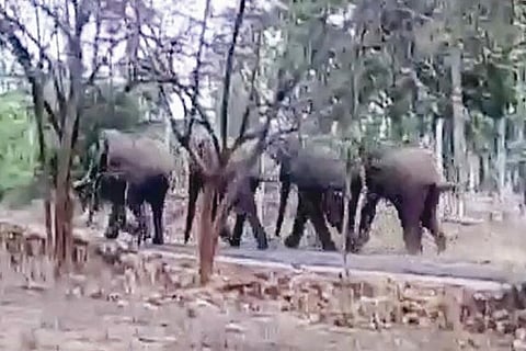 The elephants walk on the Viralikattur Road near Anthiyur in Erode district on Wednesday