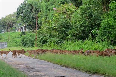 Deer stray out of forest in search of water