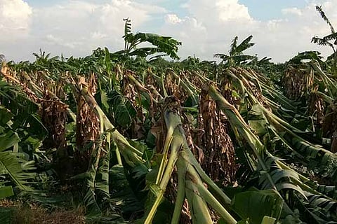 Nearly one lakh banana plantation that was destroyed by gale at various parts of Tiruchy