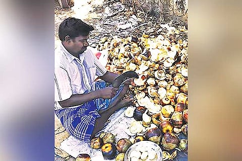 Summer fruits native to TN lose out to ‘Engleesh’ varieties