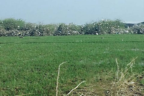 Chembarambakkam lake with an overgrowth of bushes and shrubs, and garbage dumped along its side