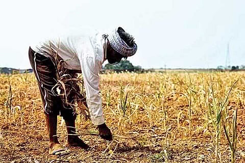 Many farmers voted for Modi the strongman, but now hope he tackles their woes