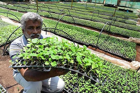 Farmer Dayalan showing spiny brinjal saplings which have largely remained unsold this year