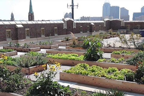 Green is good: TN to set up roof gardens at 1,500 govt schools