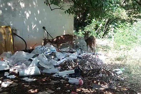 ‘497 deer died in Chennai in past five years’