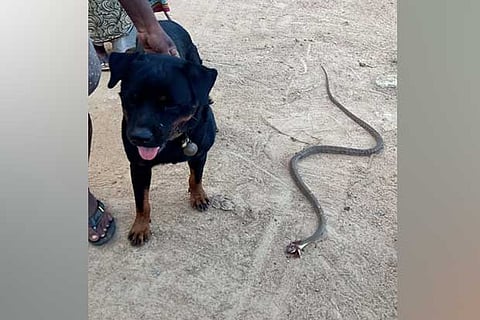 Muni with the dead snake