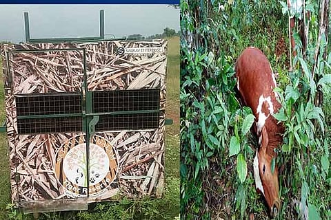 A cage placed to trap the leopard at Paguthampalayam; cow which was killed by a leopard in Valparai